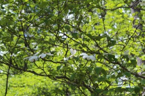Dogwood