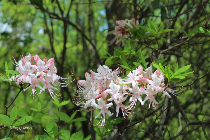 Mountain Laurel