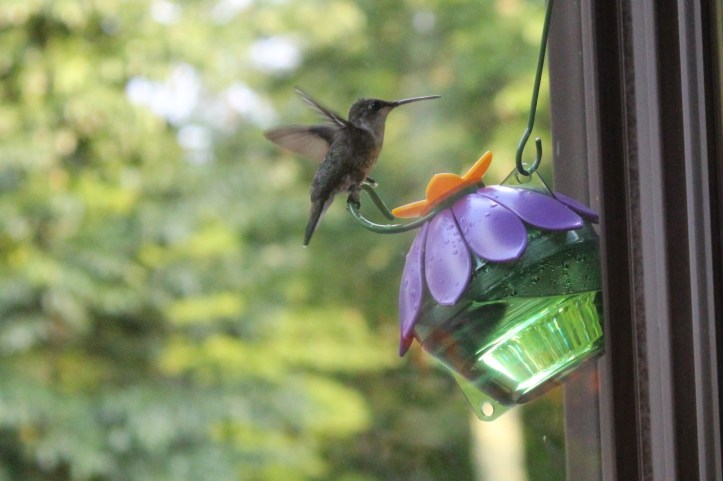 Humming Bird Wings