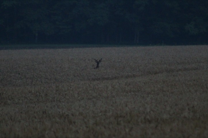 Buck in Wheat Field