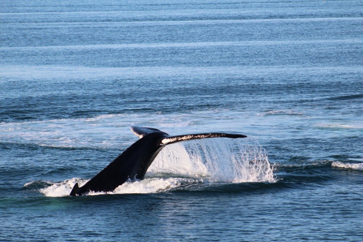 Humpback Tail