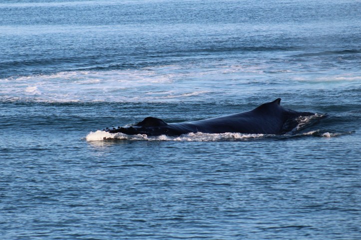 Humpback Whale