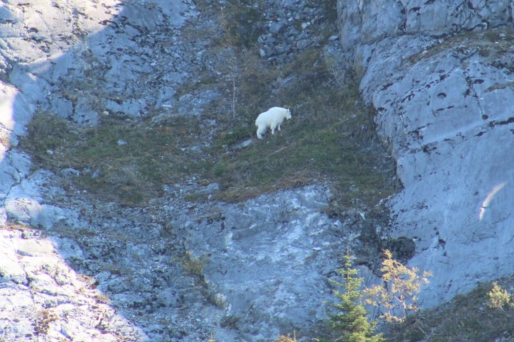 Mountain Goat