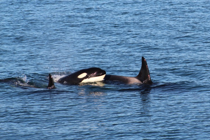 Orca Family 2