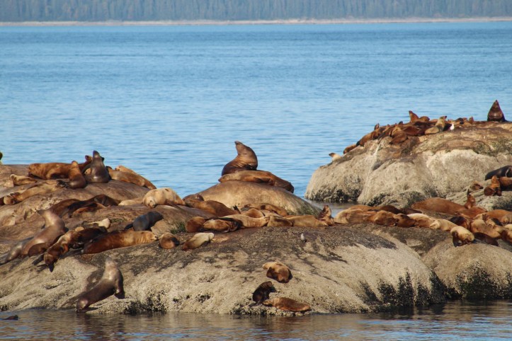 Sea Lions