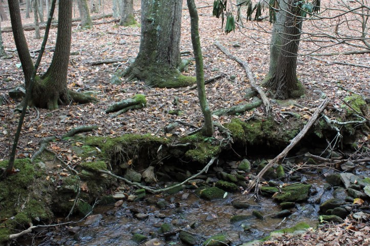 Roots at Stream